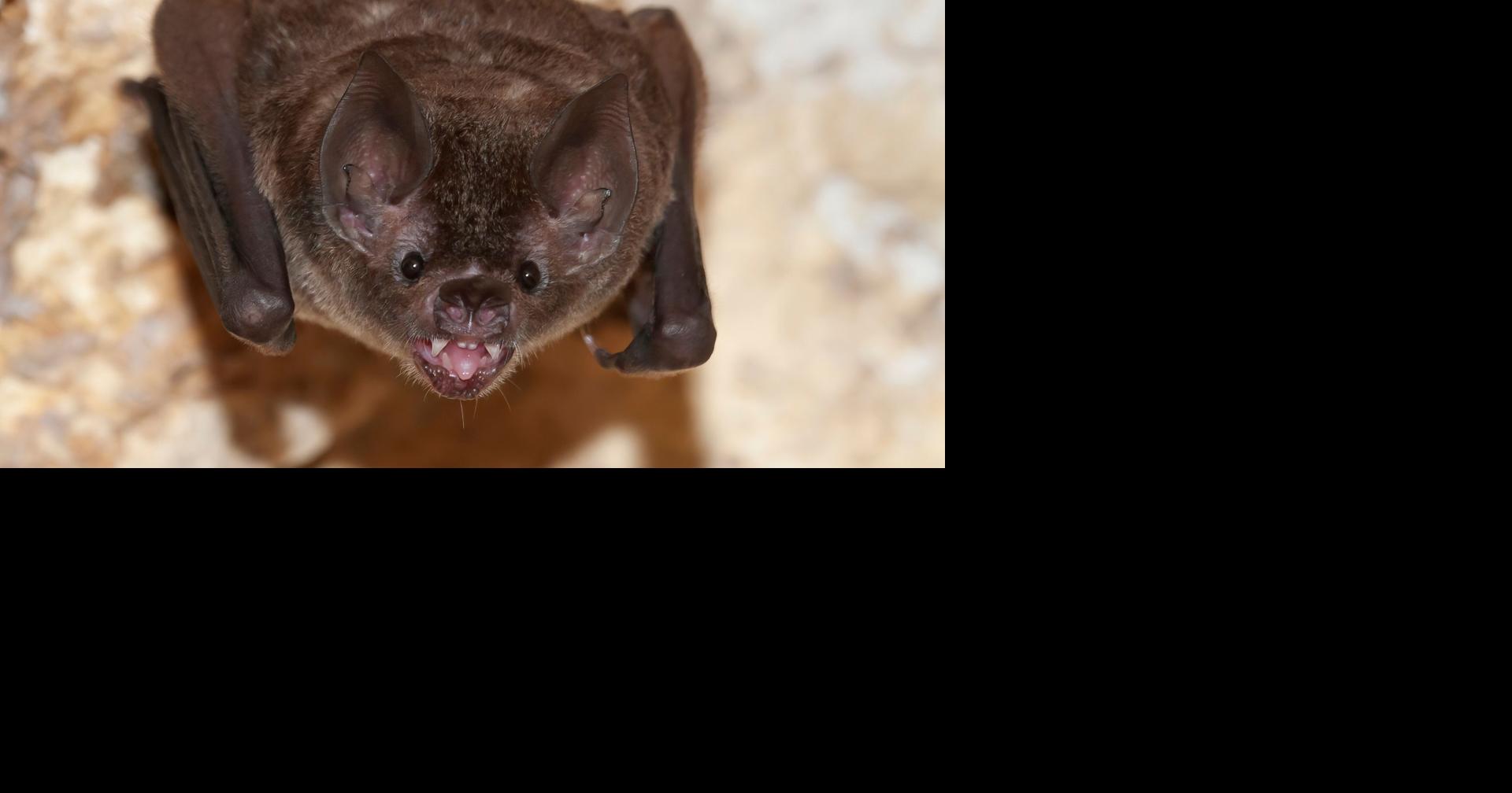 Another bat in south Utica tests positive for rabies | News ...