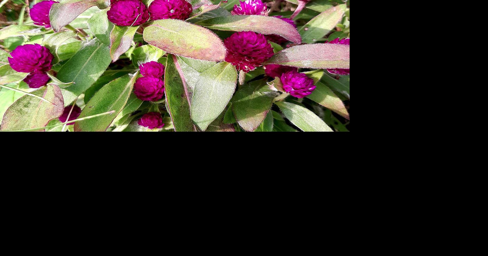 GARDENING IN CNY: Everlasting flowers make nice bouquets | Columns ...