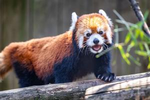 Red Panda Departs Utica Zoo to Start a Family