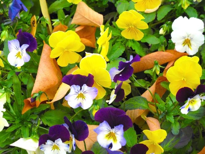 HIGH RISE COLOR SALE — PANSY