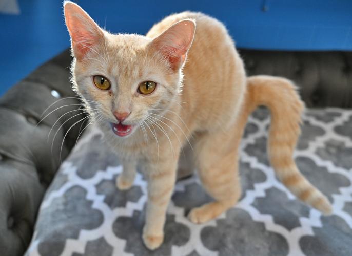 Rome, Utica humane societies reach out to pets & families News