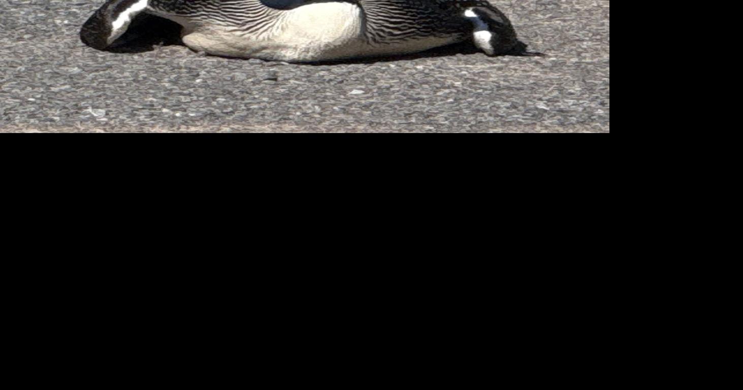 National Grid crews save stranded loon | Boonville Herald ...