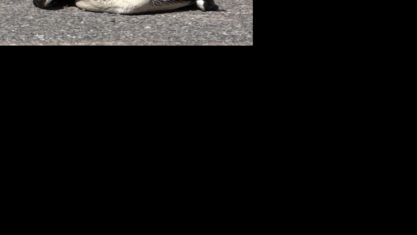 National Grid crews save stranded loon | Boonville Herald ...