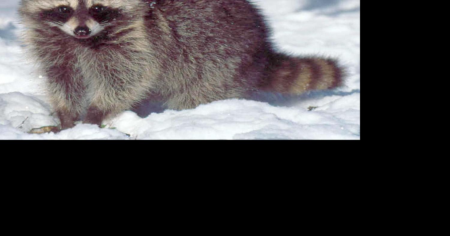 Raccoon tests positive for rabies in Holland Patent | Pets ...