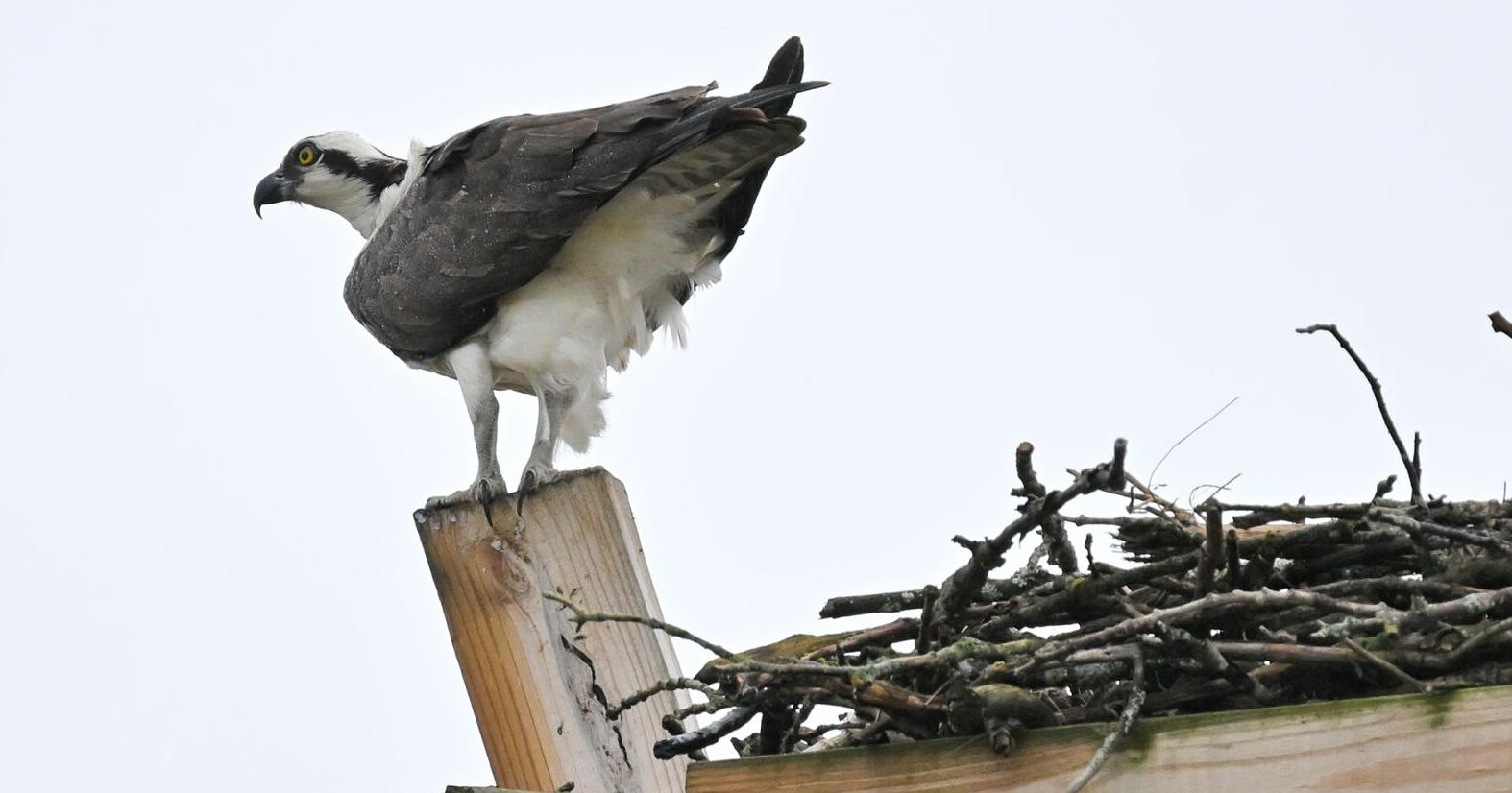 Sherrill Garden Club agenda includes bluebird, osprey nesting - Vimarsana News