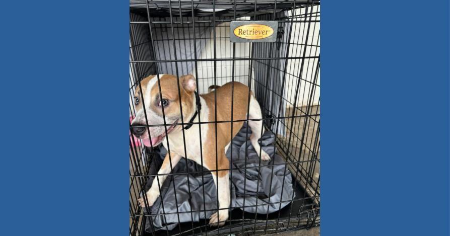 Utica finds new animal control partnership with Wanderers' Rest | News - Vimarsana News