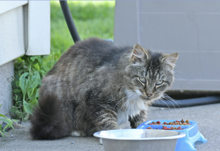 GUEST COLUMN Many dedicated people working to address enormous feral