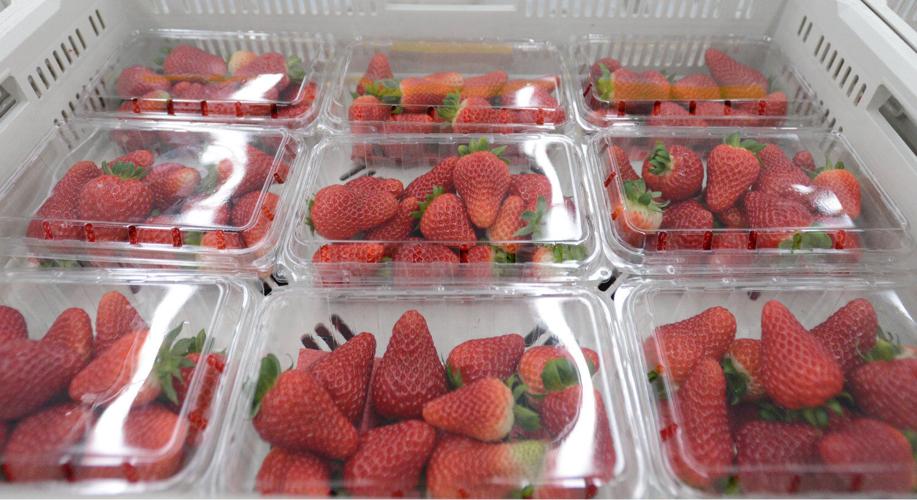 Giant greenhouse gets going, and growing Oneida