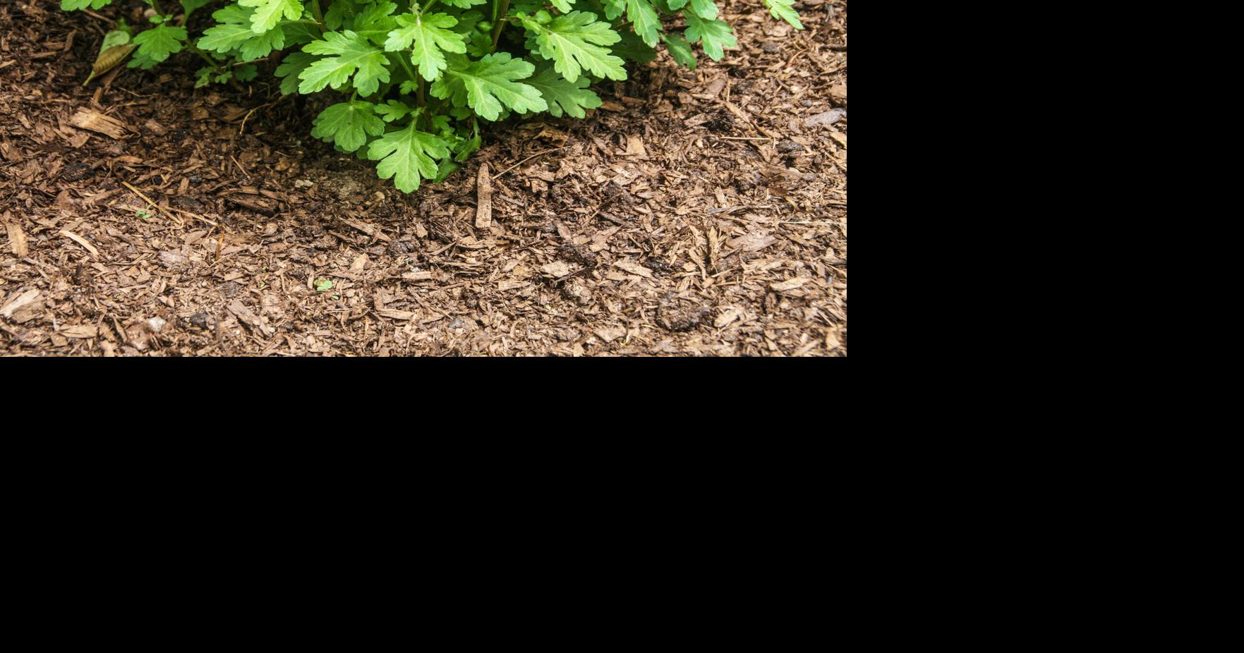 GARDENING IN CNY GARDENING IN CNY: Your July garden to-do list By Rosanne Loparco | Master Gardener Volunteer Jul 8, 2026 1 hr ago