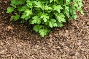 GARDENING IN CNY: Your July garden to-do list