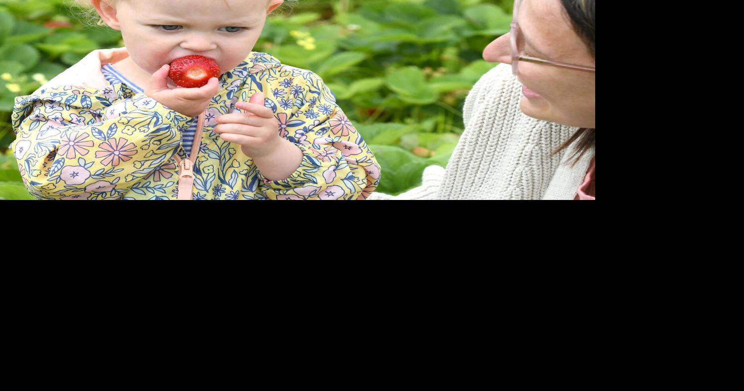 Strawberry picking season begins Oneida