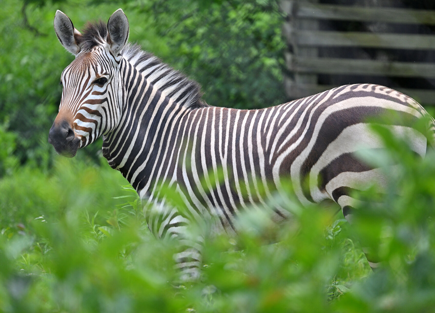 Utica Zoo fundraiser returns with wine, music and food