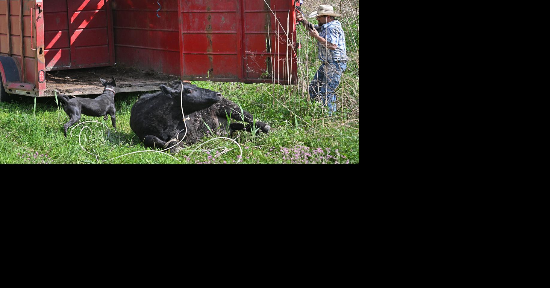 Cow captured safely after roaming through Utica (copy)