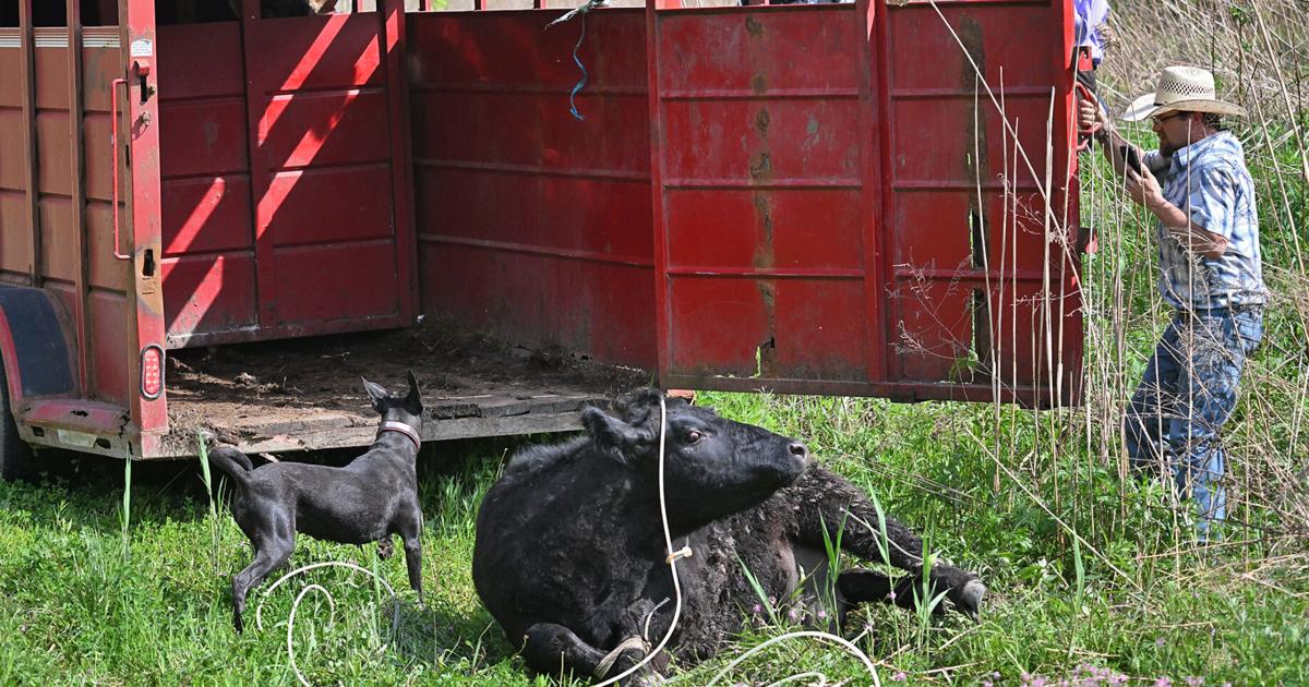 Cow captured safely after roaming through Utica (copy)