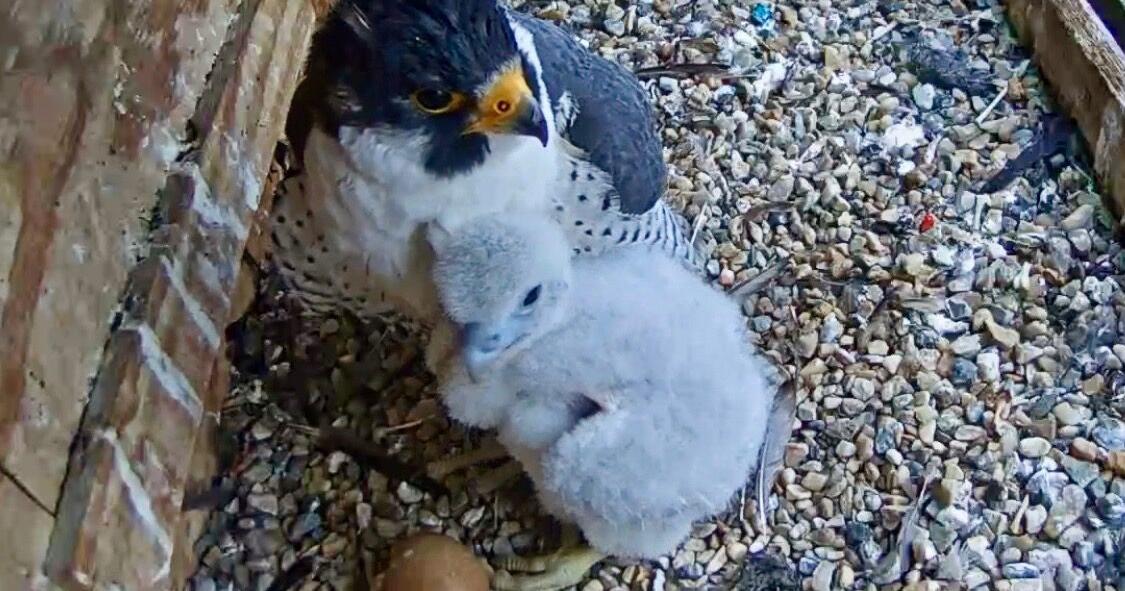 ALMOST READY TO TAKE FLIGHT Peregrine falcon hatchling thriving atop Utica skyline after dramatic start to life