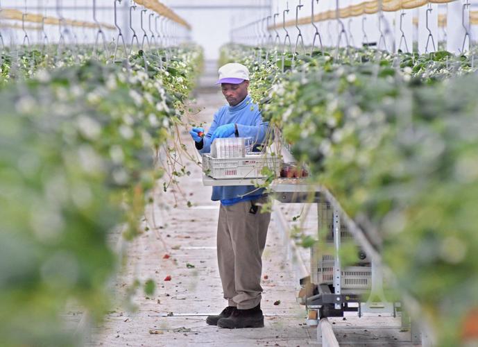 Giant greenhouse gets going, and growing Oneida