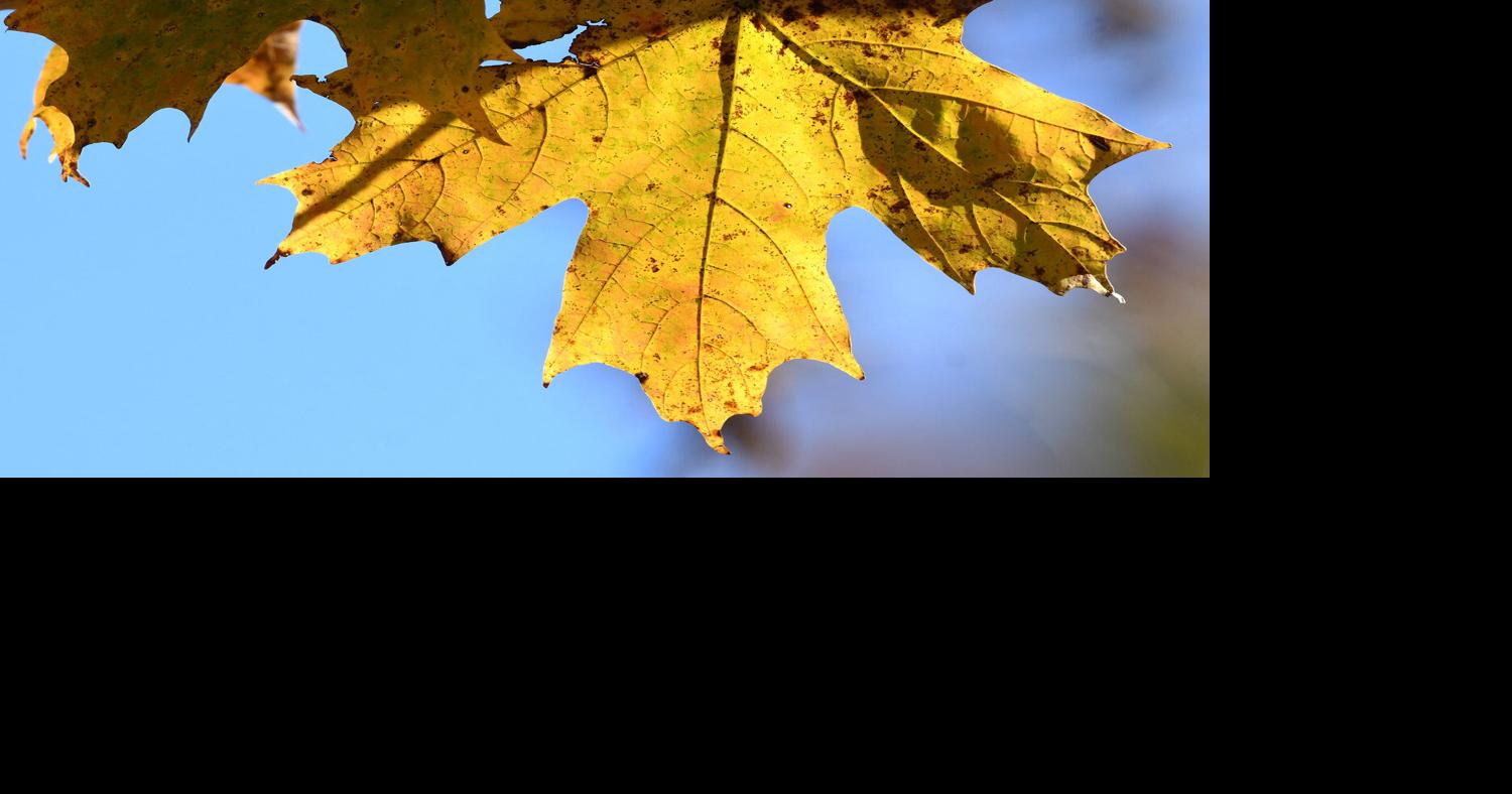 Optional Methods for Leaf Disposal