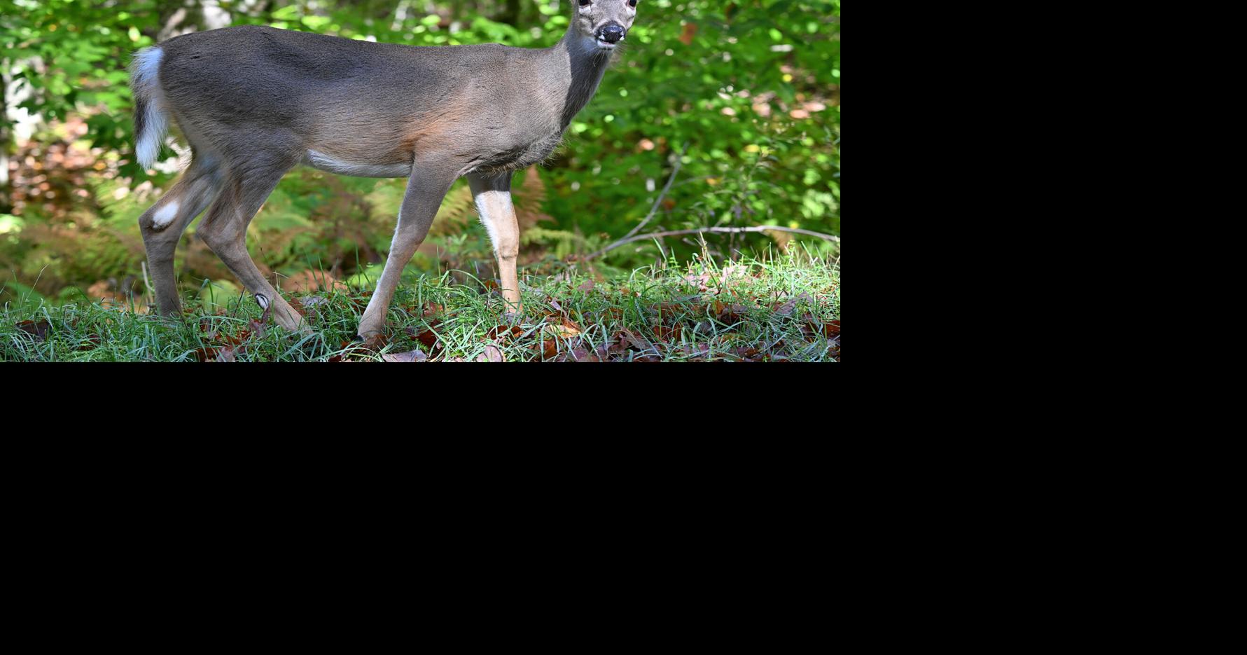 Oneida County ranks high during car/deer crash season | News ...