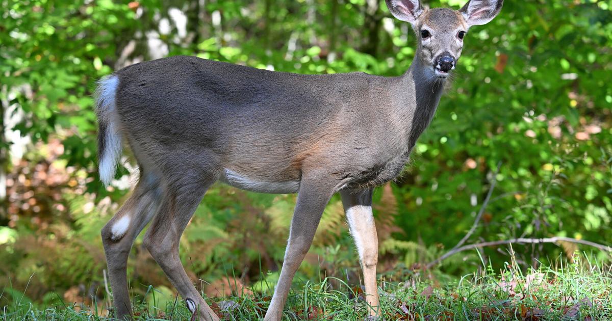 Deer Rome Oneida County ranks high during car/deer crash season | News ...