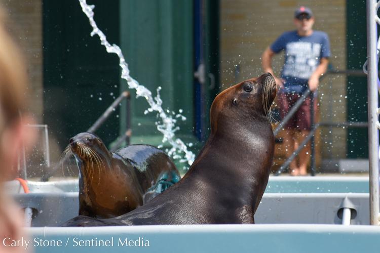 Sea Lions share kisses, pose for photos during interactive NYS Fair exhibit