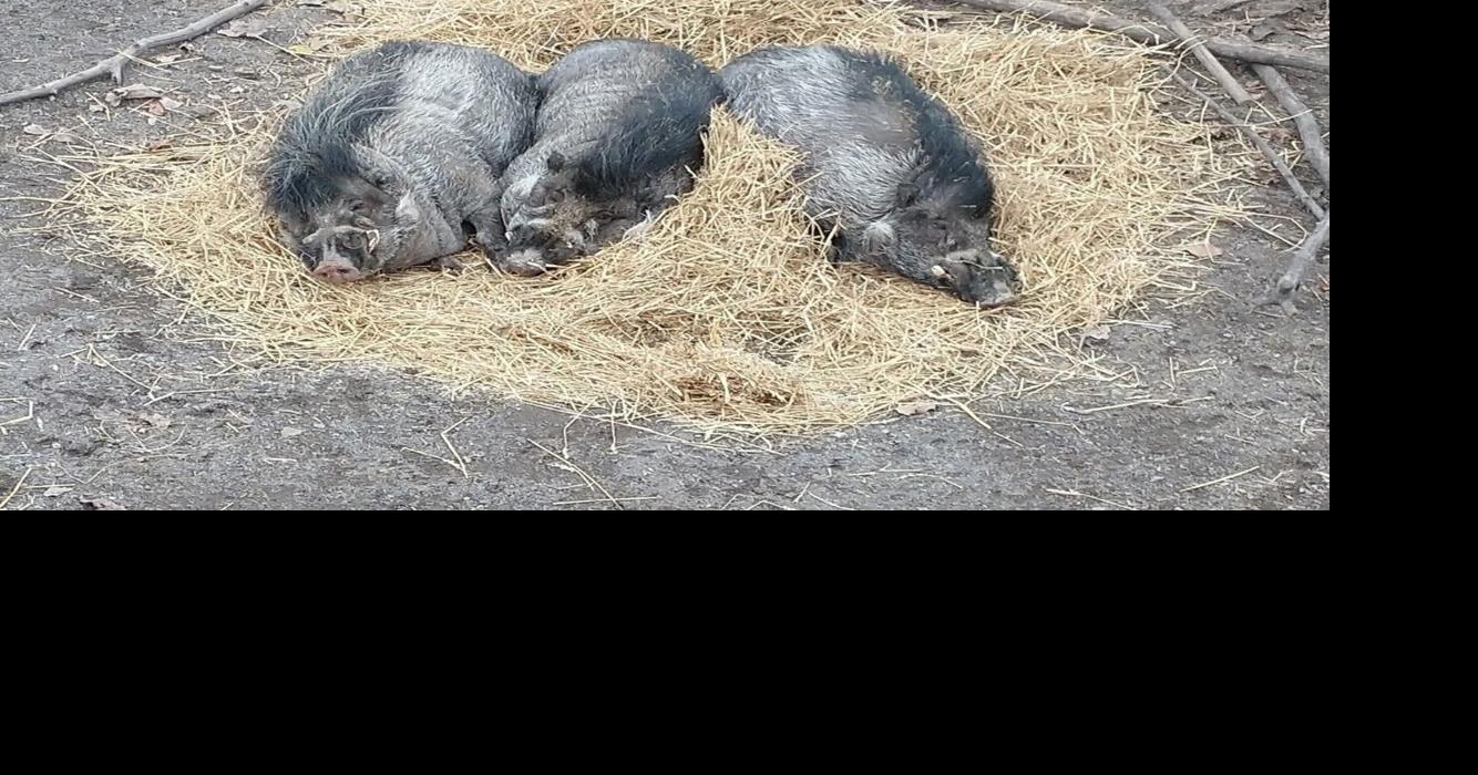Utica Zoo euthanizes its two warty pigs, Axl and Ace | News ...