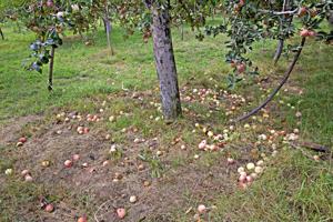 Central New York Residents Advised on Winter Tree and Shrub Preparation