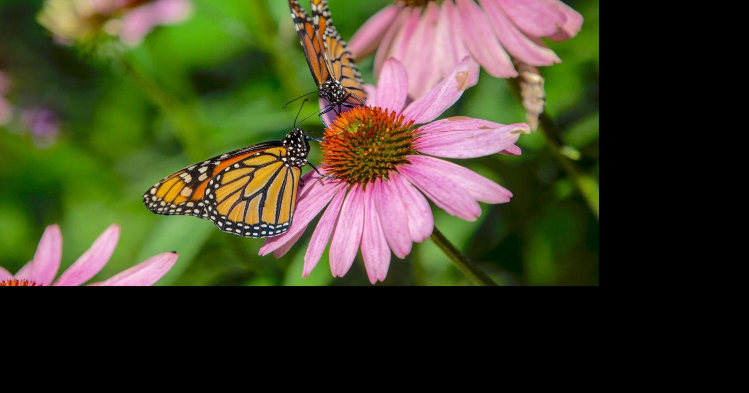 COLUMN Making gardens more pollinator friendly Home and Garden