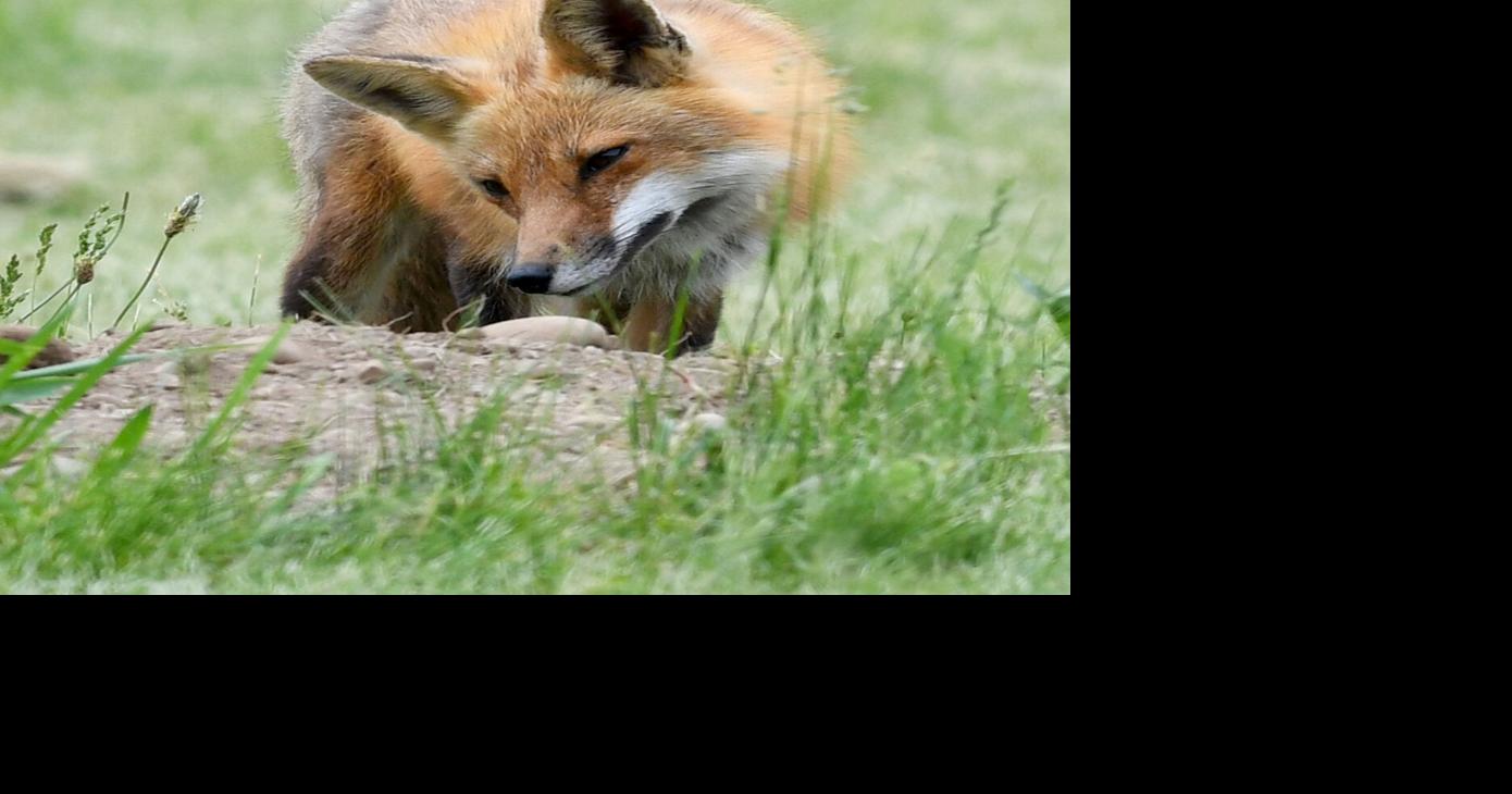 Read moreFox tests positive for rabies in Camden; three receiving treatment