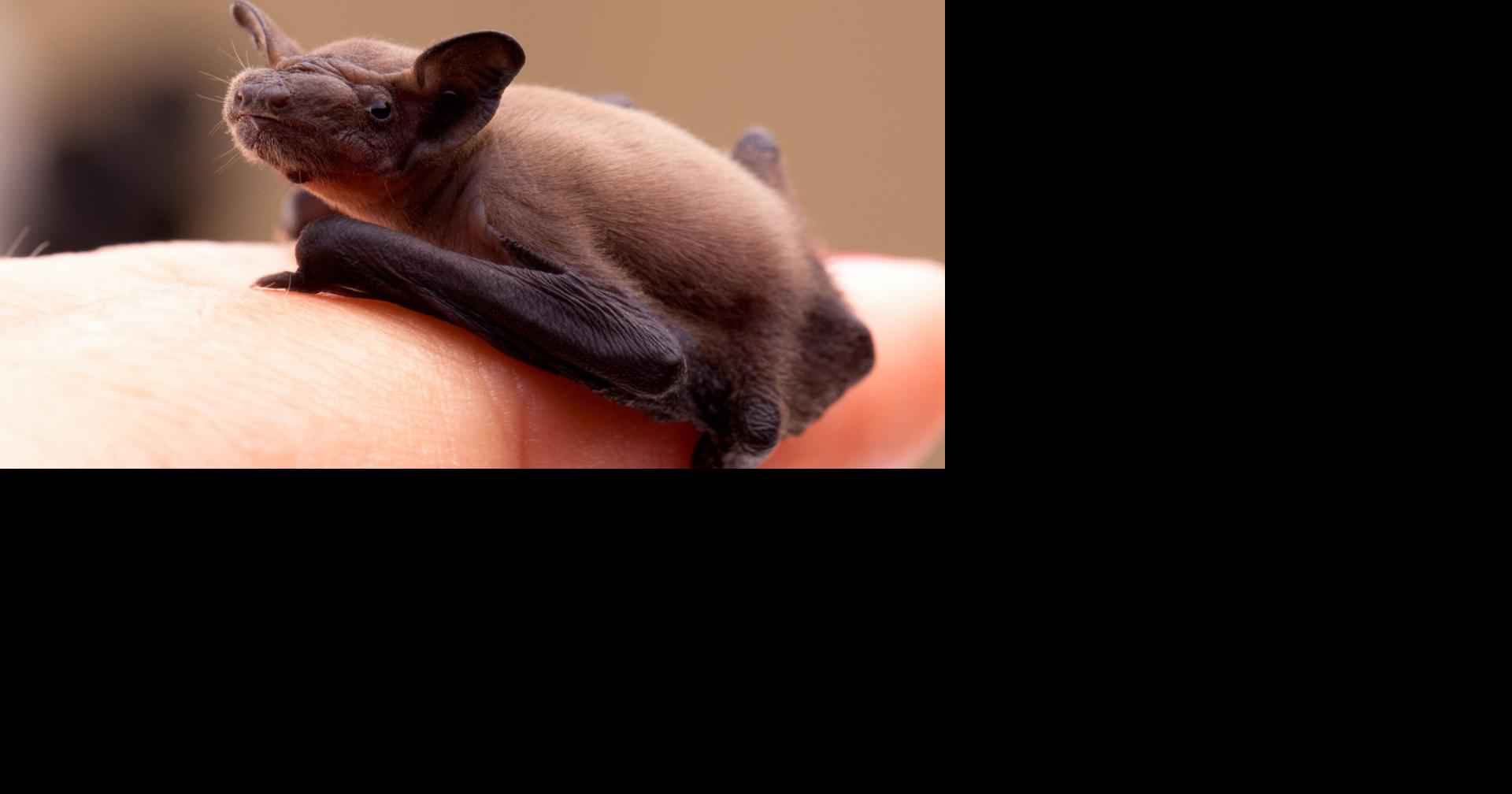 DEC urges area residents to give bats a break | Home and Garden ...