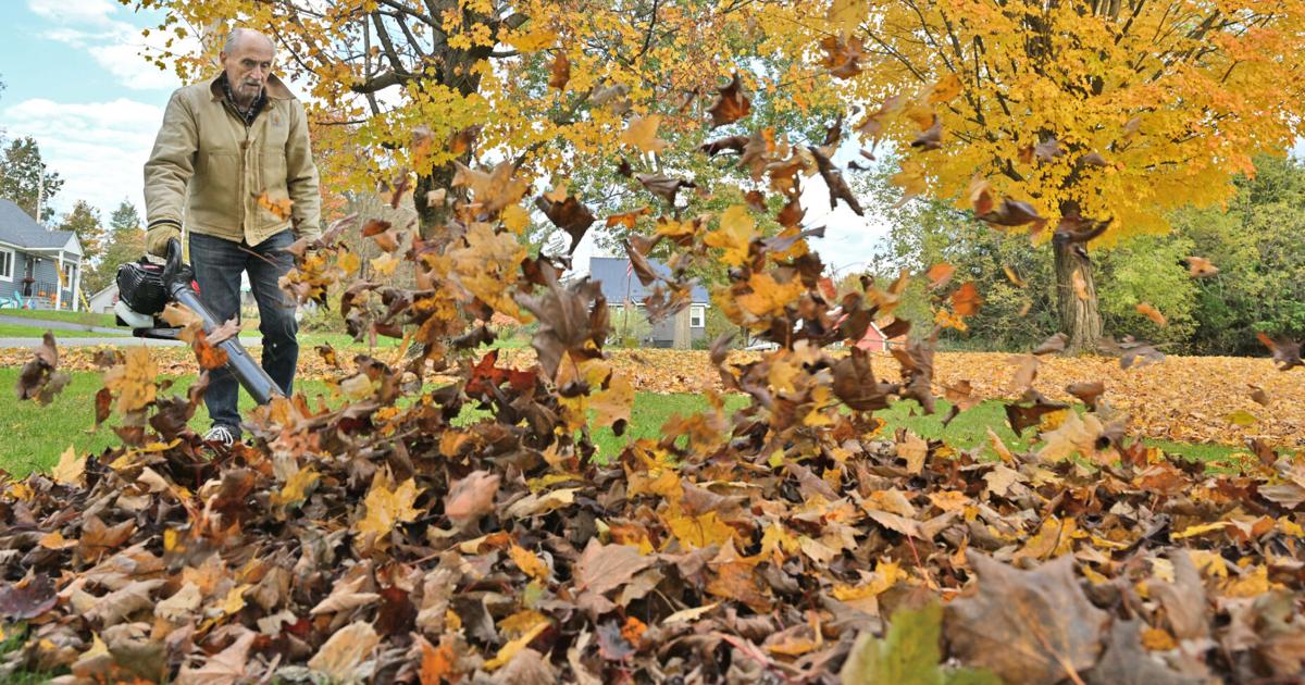 City poised to begin annual bulk leaf collection | Entertainment/Life ...