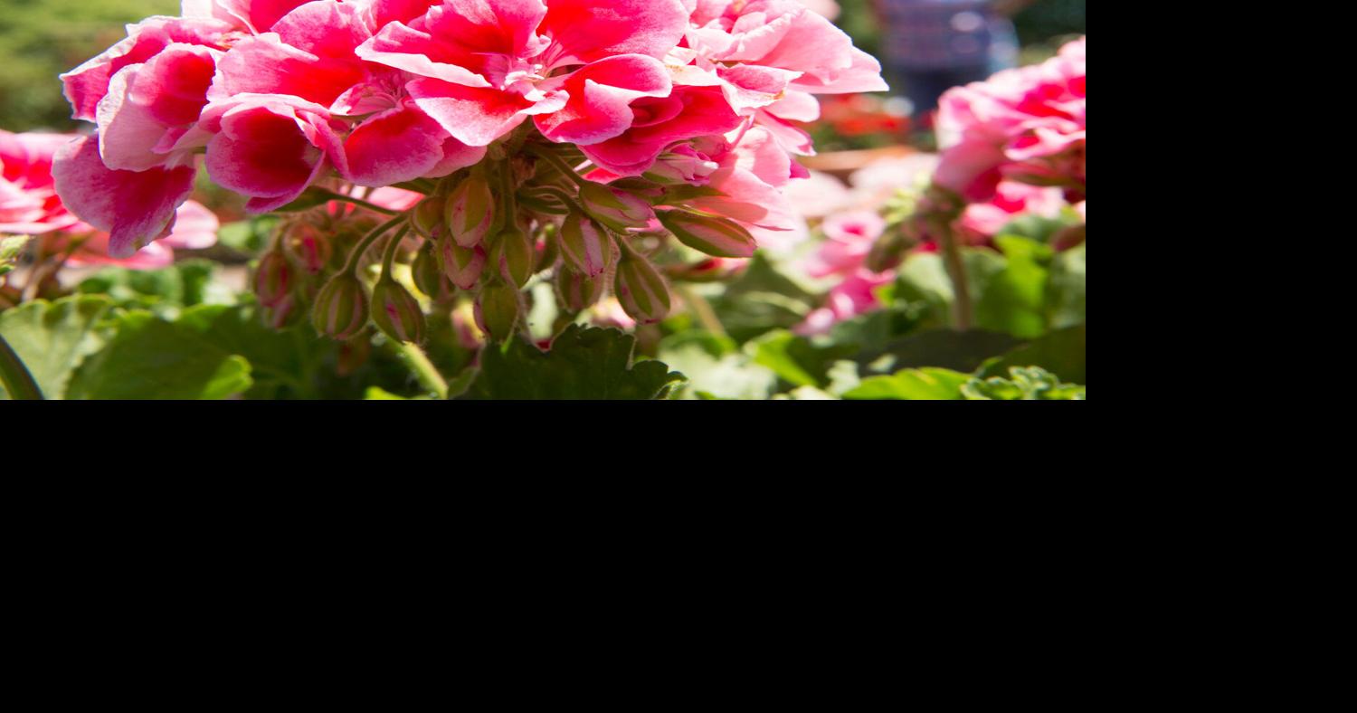 Tips and tricks for growing geraniums | Culture | romesentinel.com