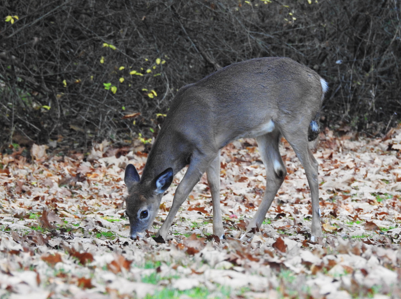Deer Rome 'Oh, Deer! Ticks, Deer and Disease' presentation at Rogers Center ...