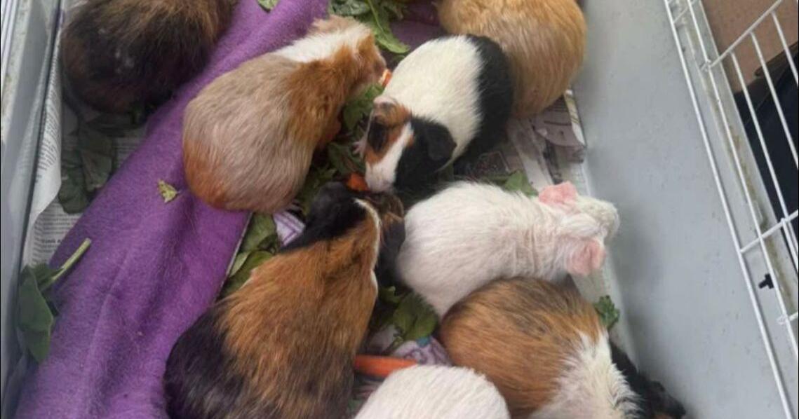 Rescues step in after Utica woman's guinea pig population spirals to 100