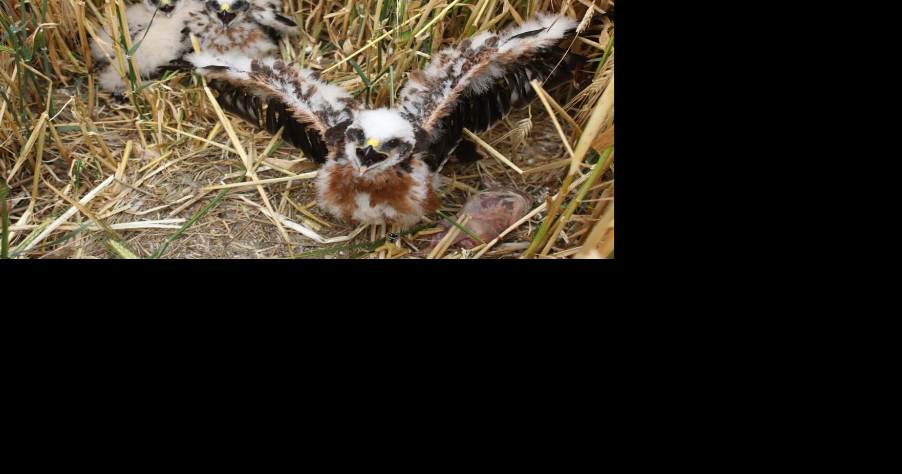 endangered-rare-bird-of-prey-rears-chicks-at-secret-location-news