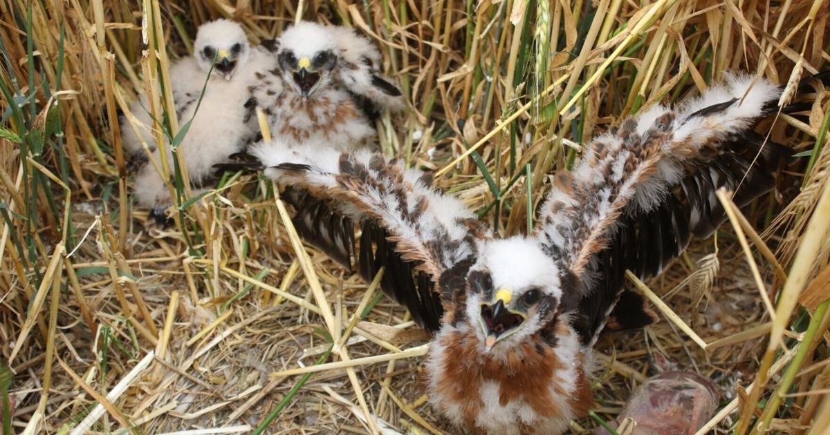 Endangered Rare Bird Of Prey Rears Chicks At Secret Location News endangered-rare-bird-of-prey-rears-chicks-at-secret-location-news