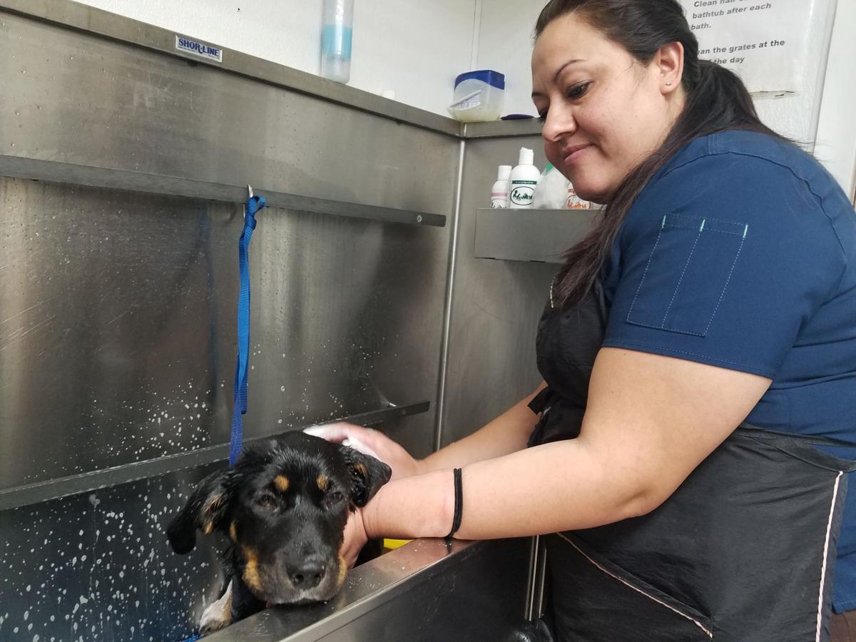 royse city animal surgeon