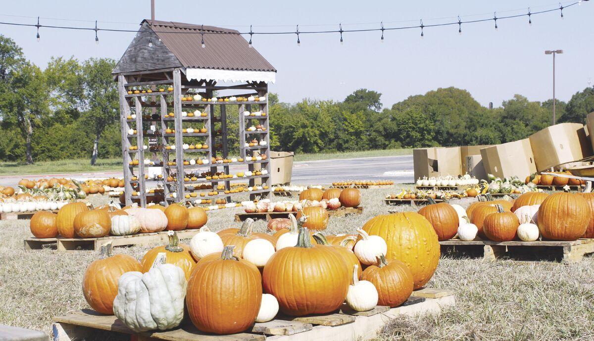 Multiple pumpkin patches opening for fall season this week ...