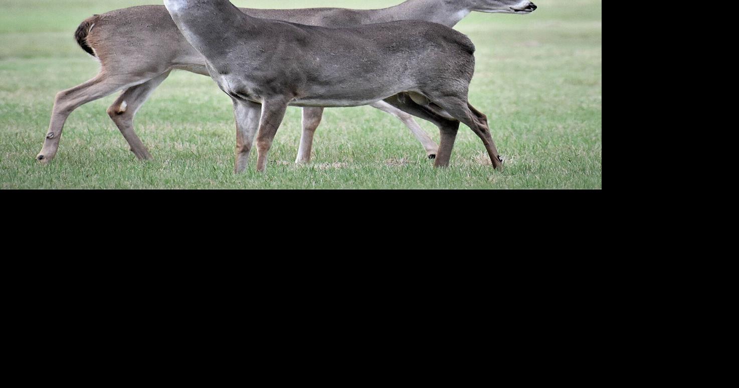 Outdoors with Luke: Looking ahead to opening of deer season on Saturday ...
