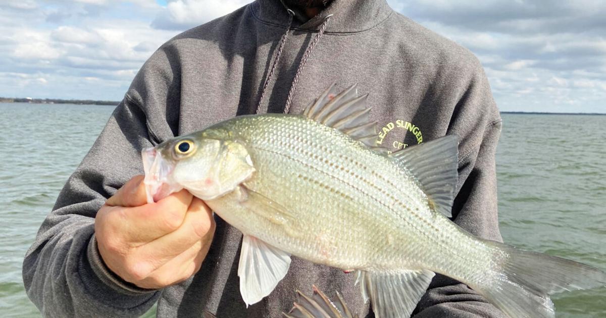 Outdoors with Luke: Fishing for white bass at Lake Ray Hubbard
