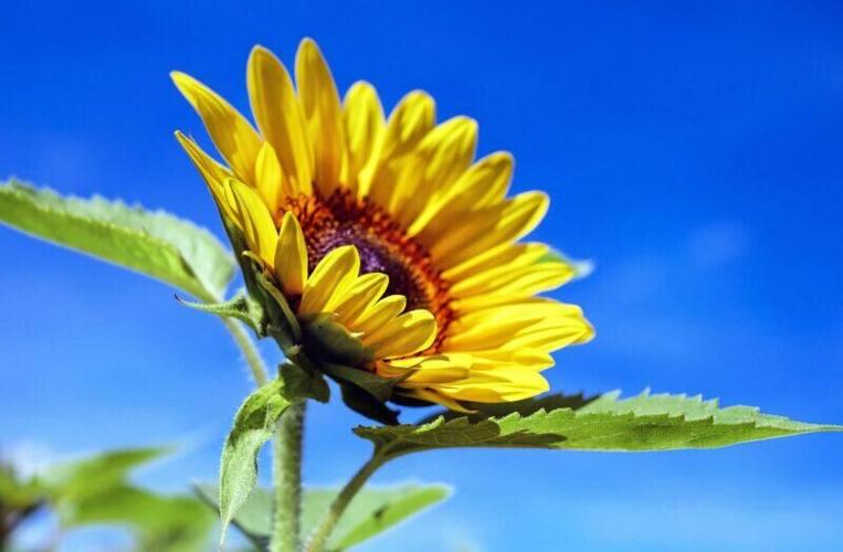 FIVE THINGS Annual Corrales Garden Tour is back, a Celtic Festival