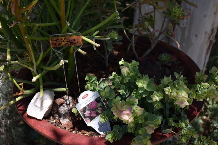 Photos Corrales Garden Tour highlights the beauty of the village
