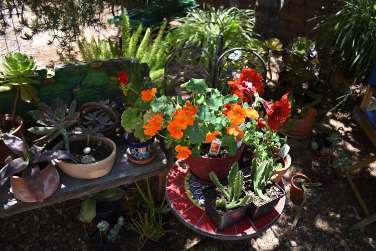 Photos Corrales Garden Tour highlights the beauty of the village