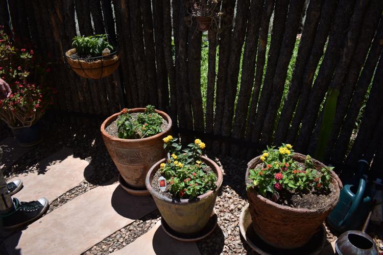 Photos Corrales Garden Tour highlights the beauty of the village