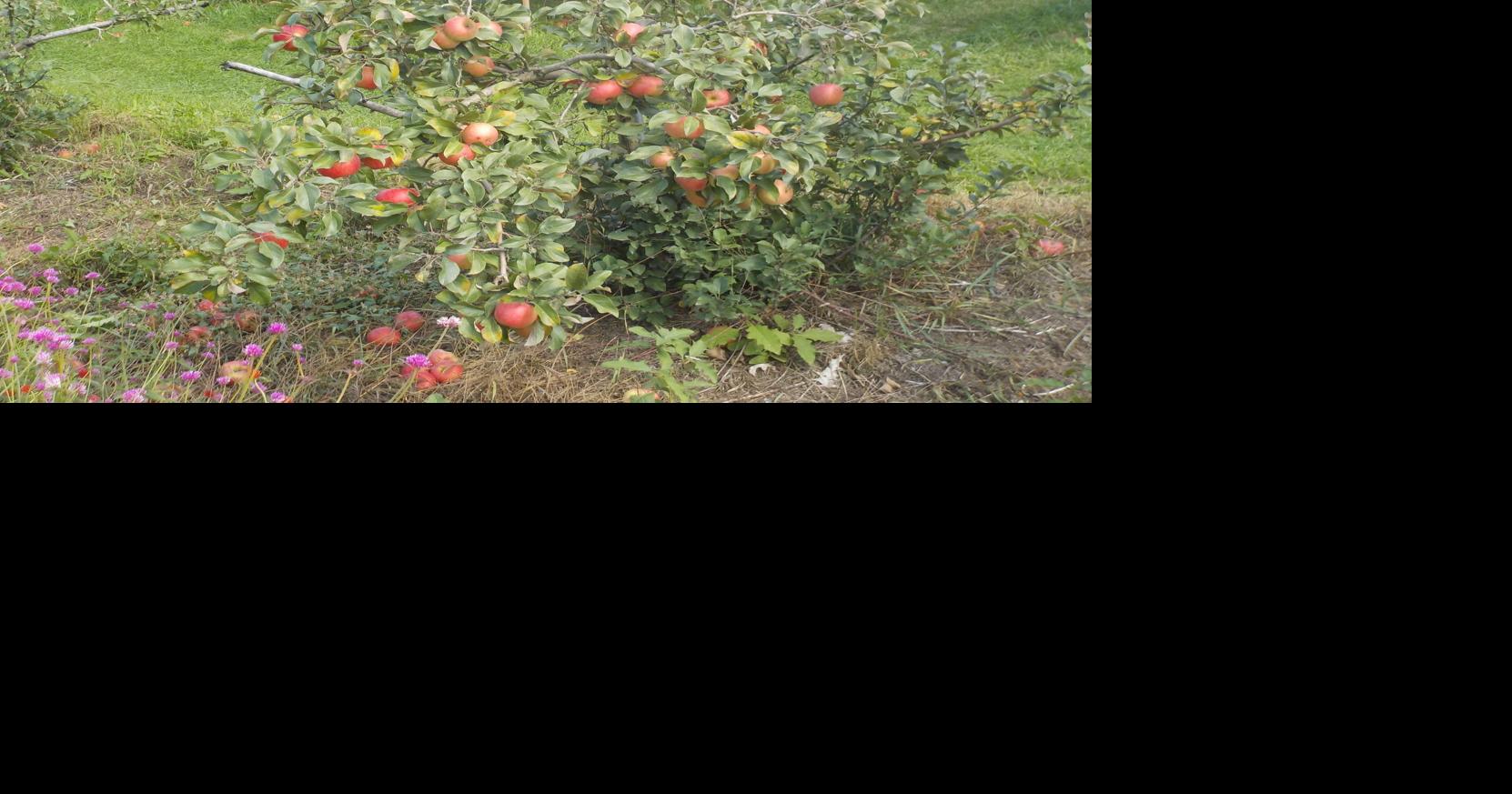 In the garden Growing apples without chemicals Weekend magazine