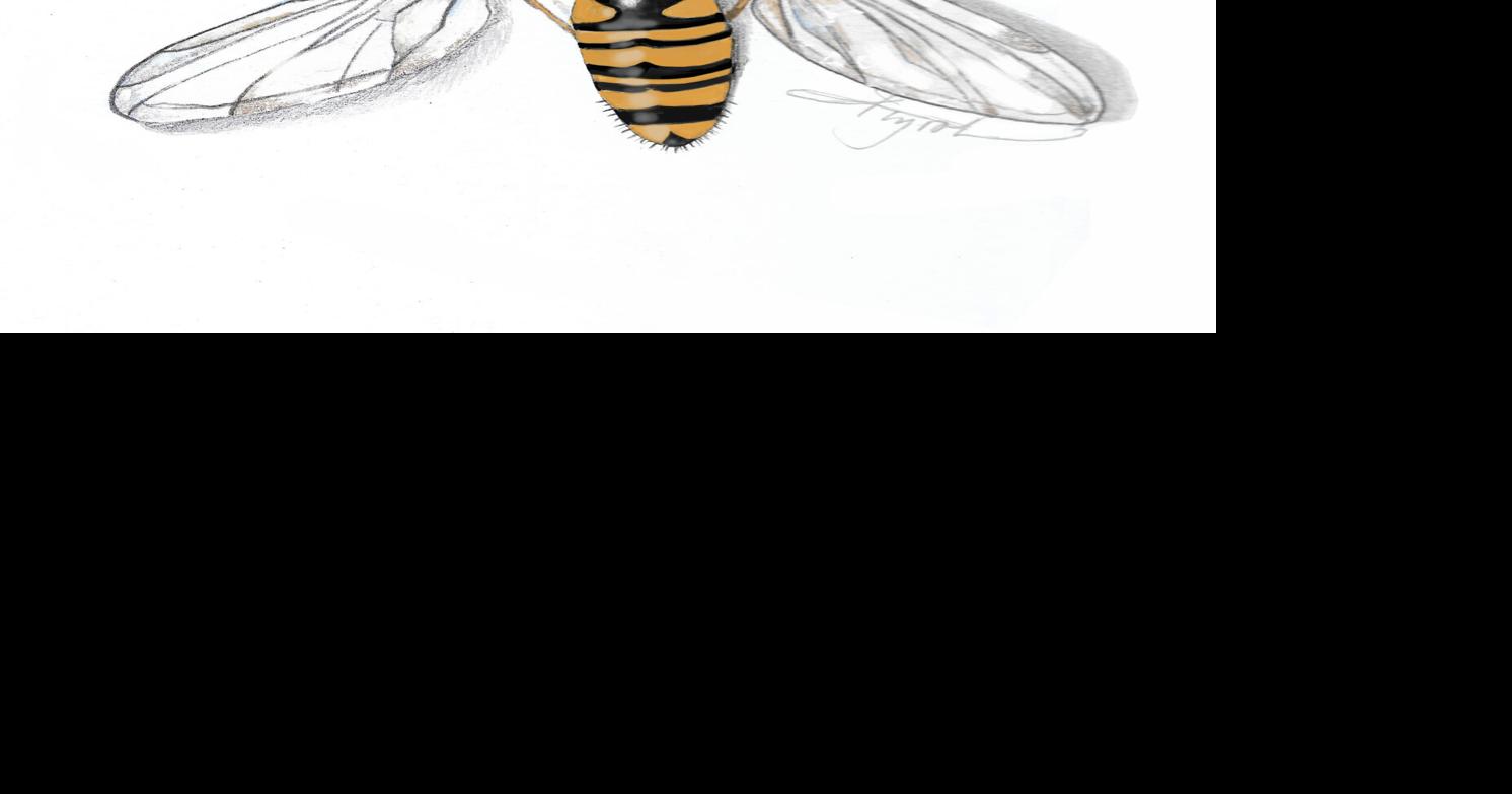 The Outside Story: Syrphid flies puzzle and pollinate | Weekend ...