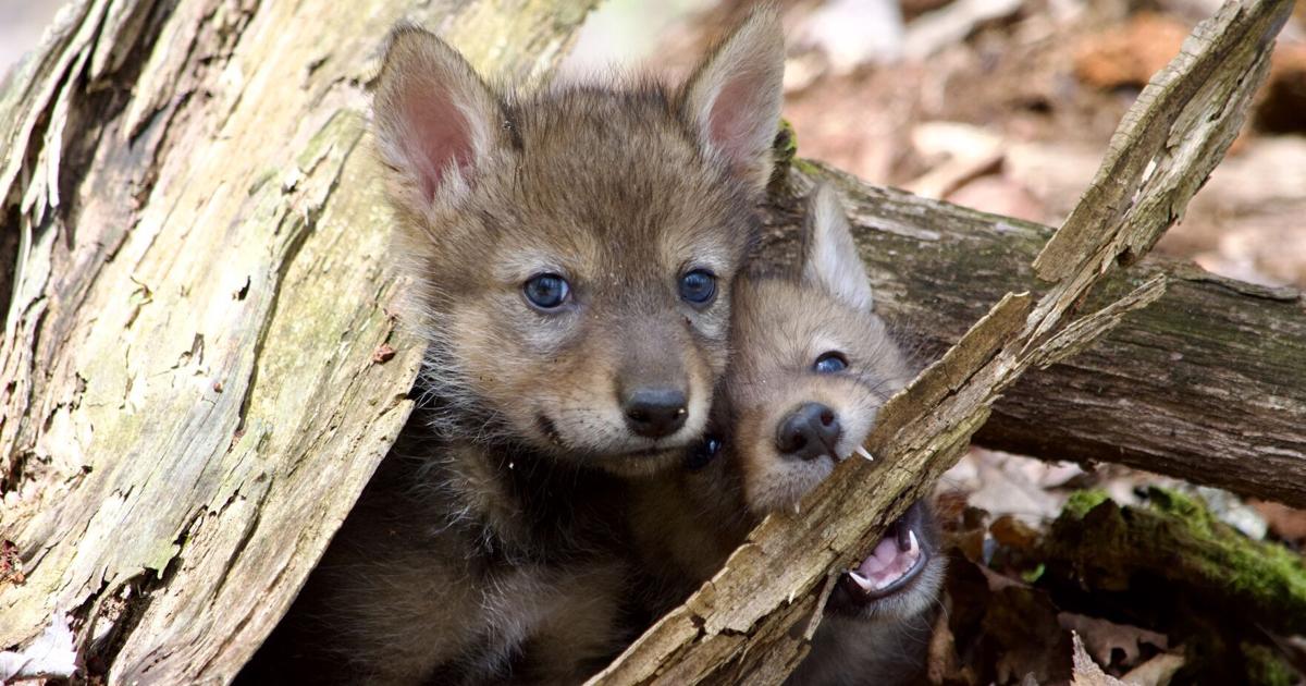‘An illusion of proximity’: Photographer Steve Costello seeks the nearly extinct