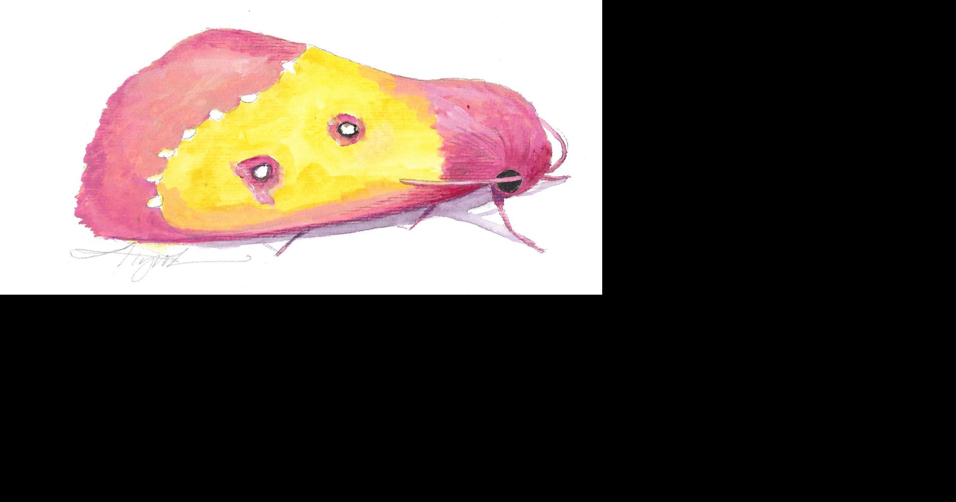 The Outside Story: Finding the pink star caterpillar