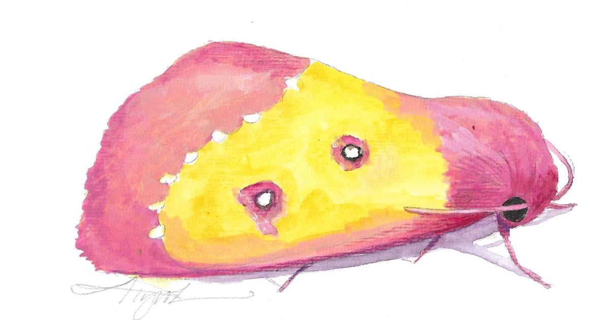 The Outside Story: Finding the pink star caterpillar