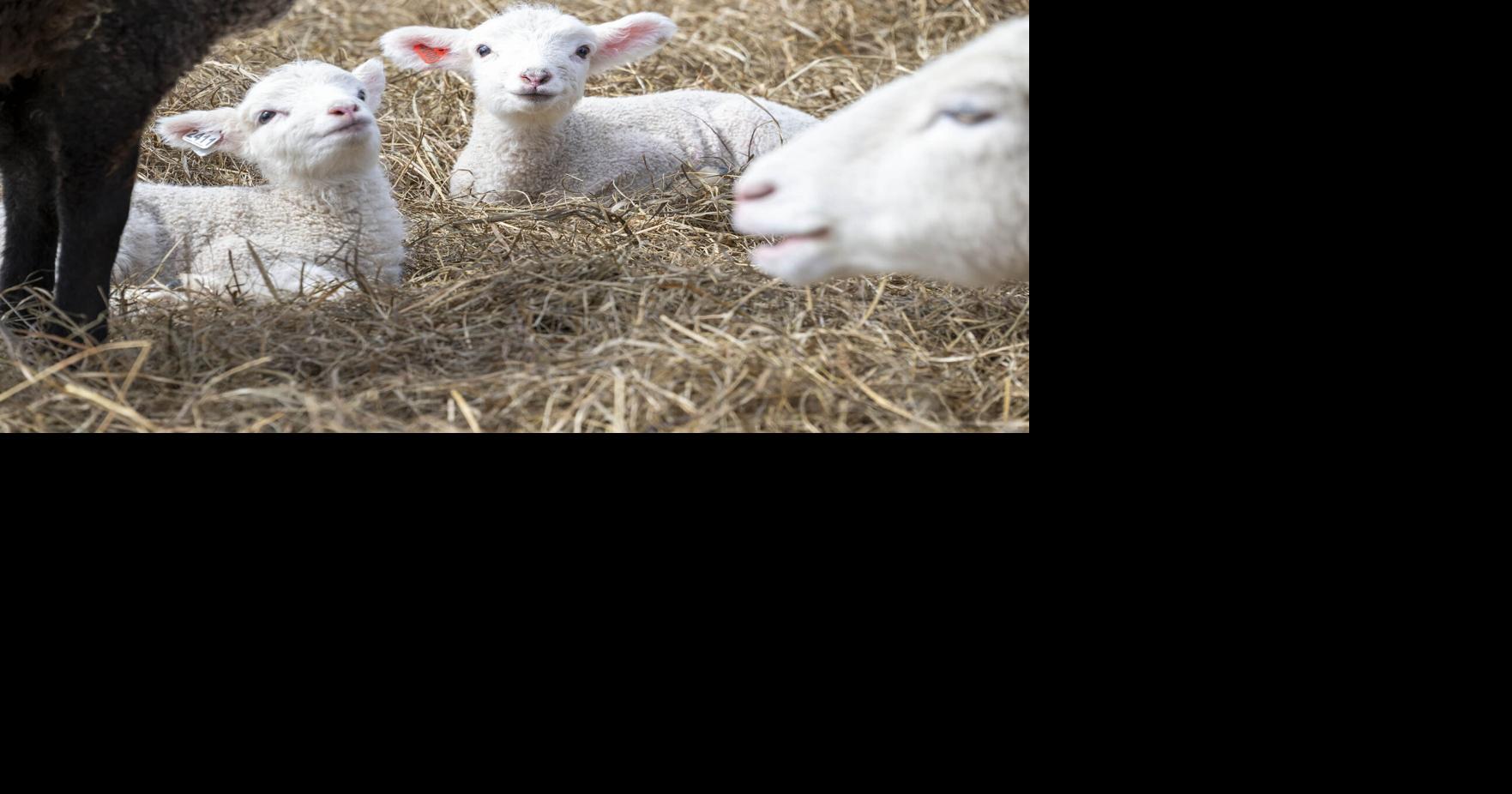 Springtime Welcome | Slider | rutlandherald.com