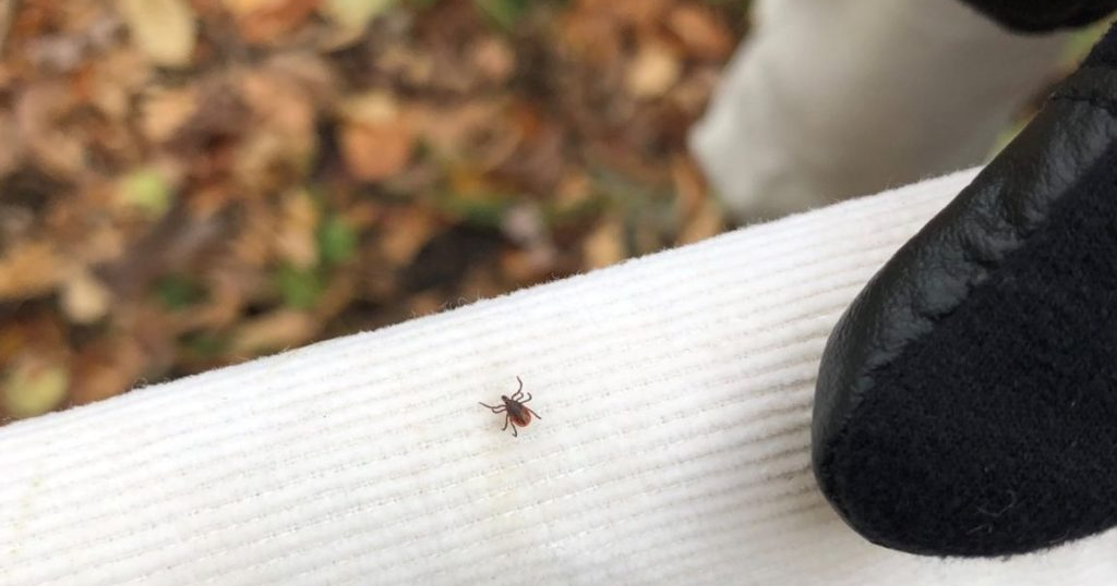 Worsening tick activity may be new normal, Vermont officials say